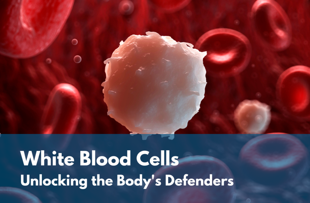 white-blood-cells-unlocking-the-body-s-defenders-cgt-global