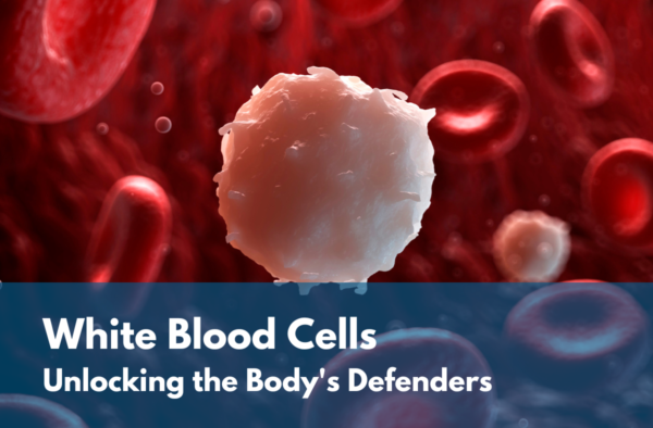 Can Herpes Cause Your White Blood Cells To Be High White Blood Cells: Unlocking the Body's Defenders - CGT Global