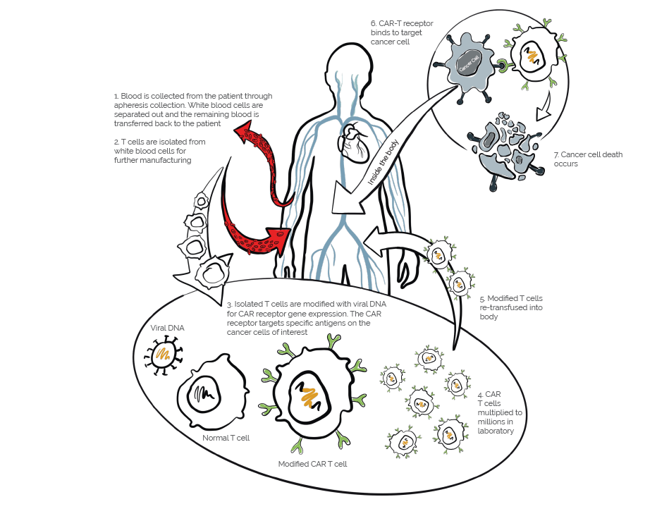 CAR T Human Process
